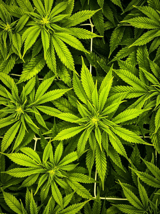 CBD Oil Booster 15 ml (topseller)